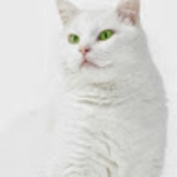 Meet your Posher, Lizz - Picture 1 of 1